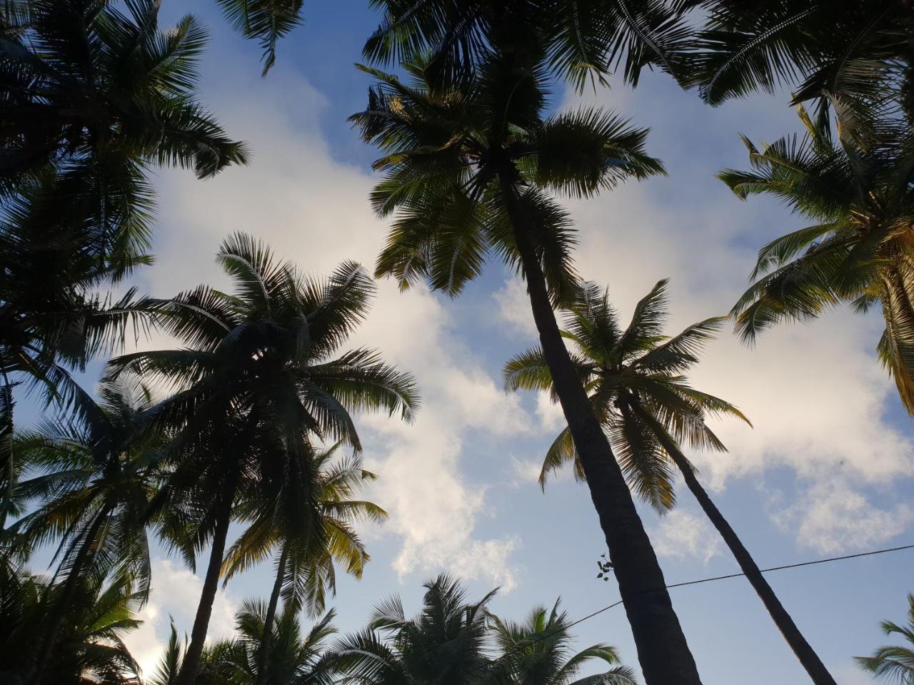 Palm Forest Palolem Zewnętrze zdjęcie